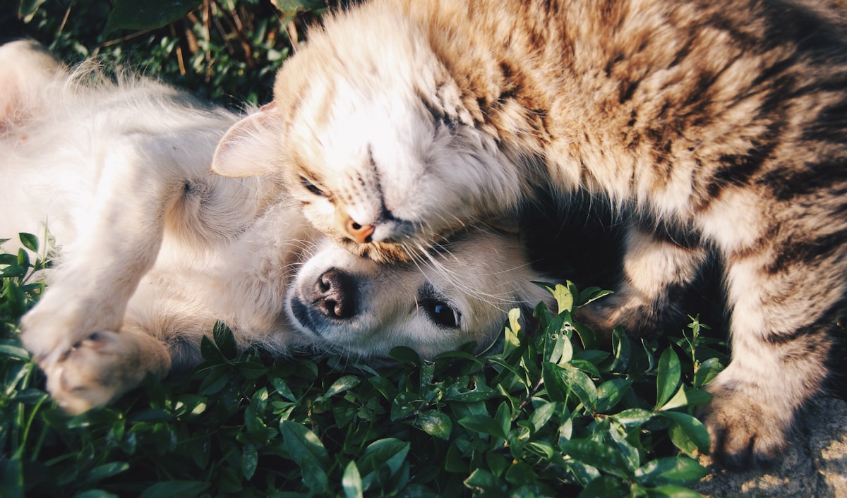 Chien heureux
