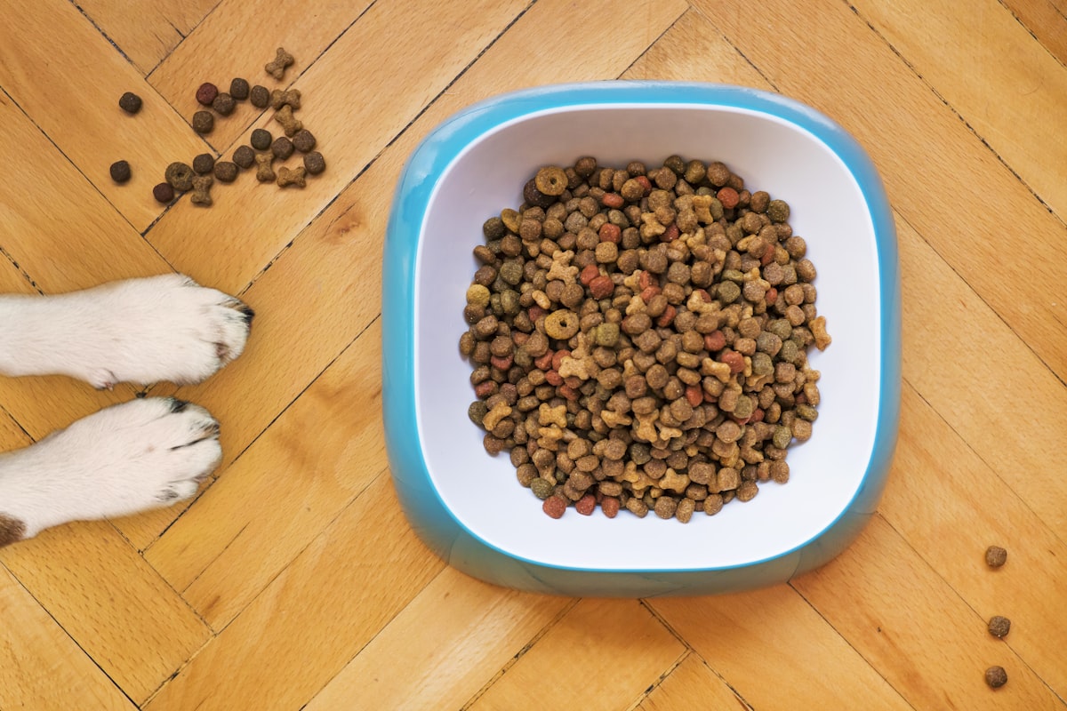 Bien nourrir son chien et son chat : les bases d'une alimentation équilibrée